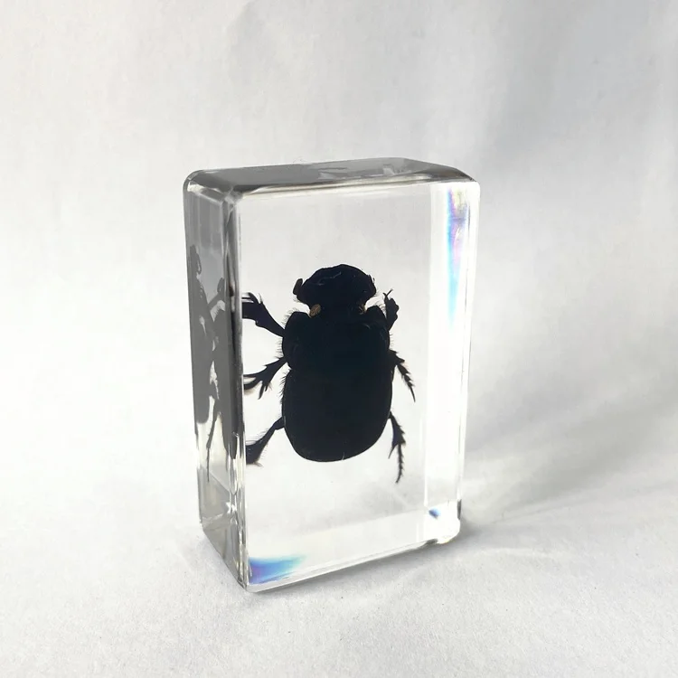 Коллекция насекомых прозрачное стекло рождественские подарки навоз жук пресс-папье для друзей