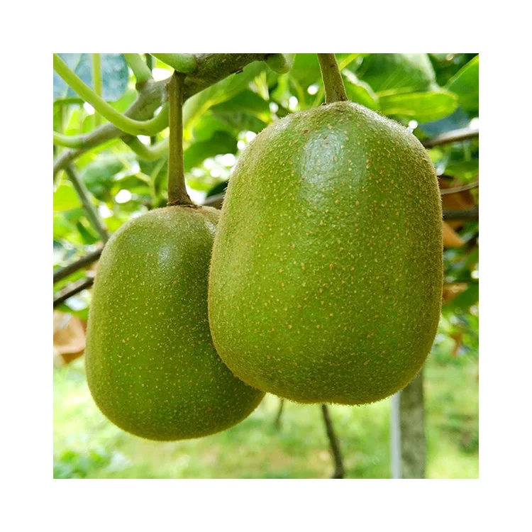 Premium Golden Fresh Kiwi fruit For Export Cheap Price Chinese Supplier