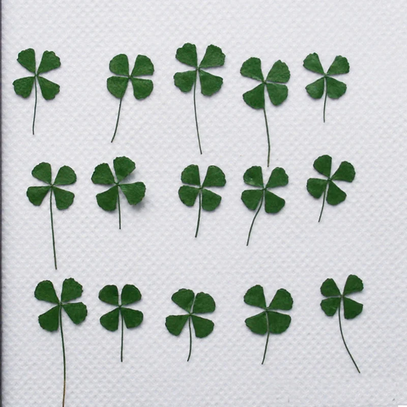 
DIY embossed four-leaf clover dried flower creation children plant handmade materials handmade natural specimens 