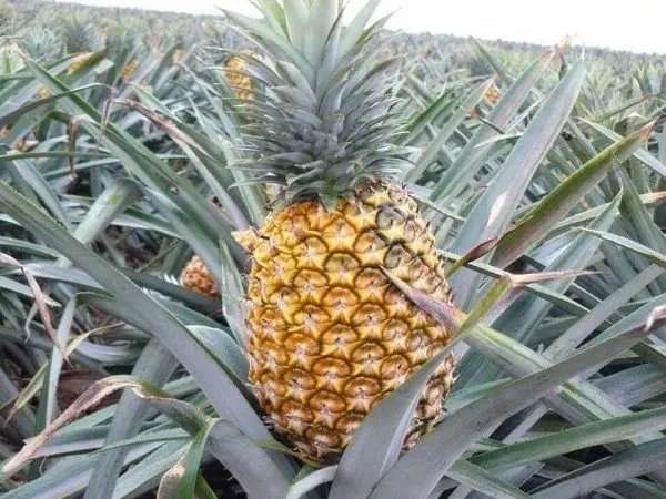  Свежий ананас MD2