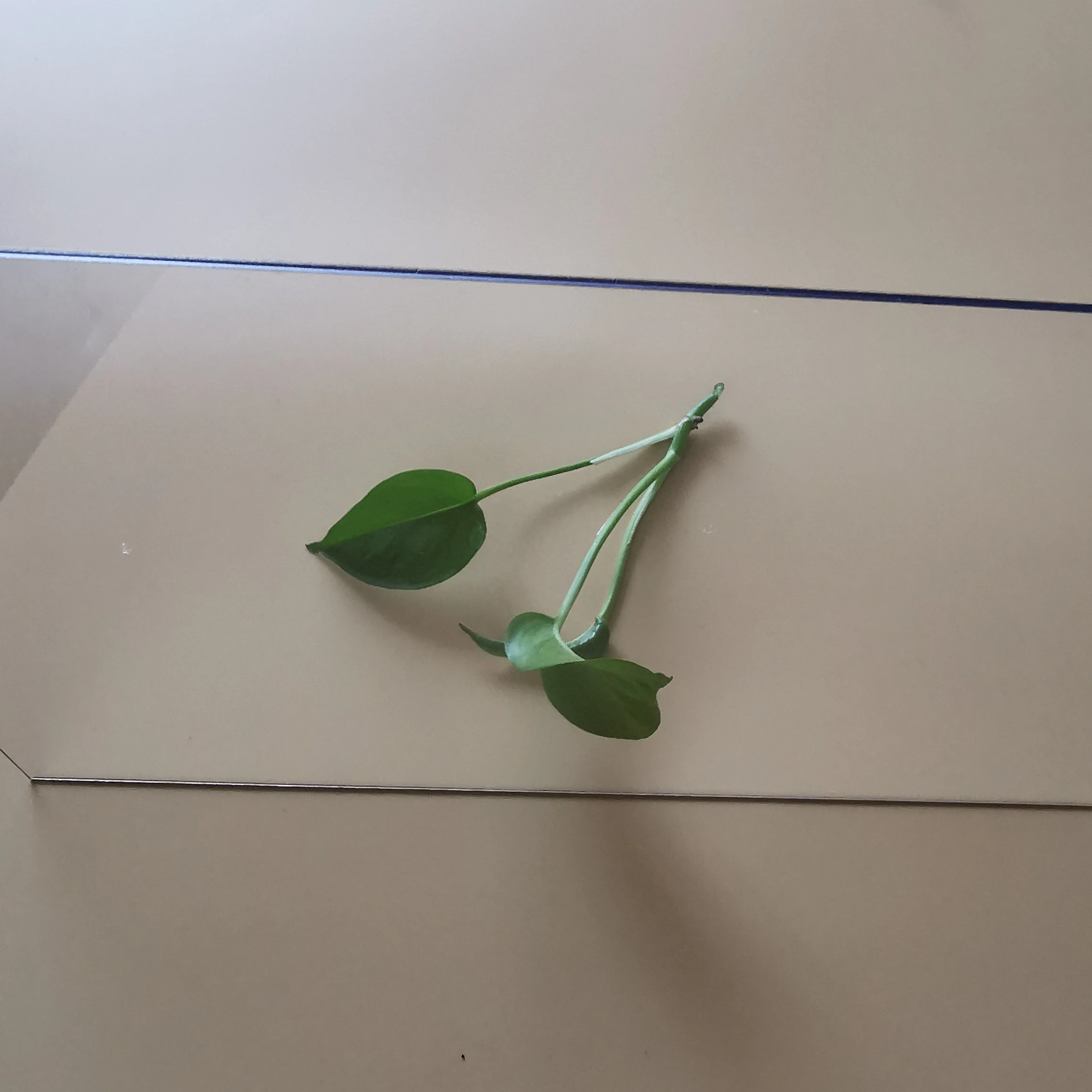 
Pet clear film and sheet for printing, thermoforming , blister and so on 