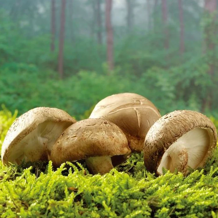 delicious mushrooms