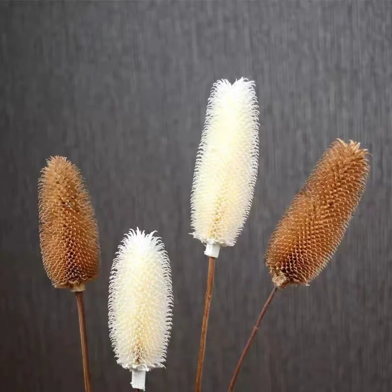 High Quality Dry Flower Bouquet Preserved Dipsacus Sativus for Flower Arrangement Home Decoration