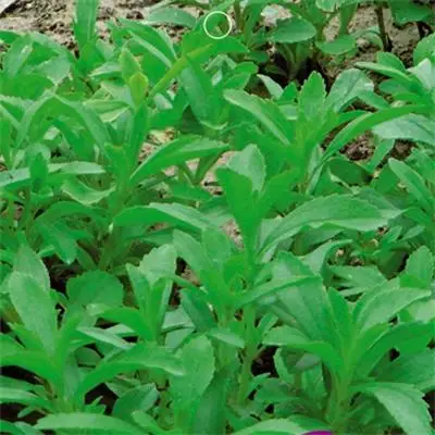 
Perennial herbs green sugar stevia leaf food vegetable seed for plant 