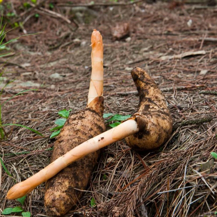 Factory supply Pure Natural Plant Rhizoma Gastrodia Elata Extract powder with best price