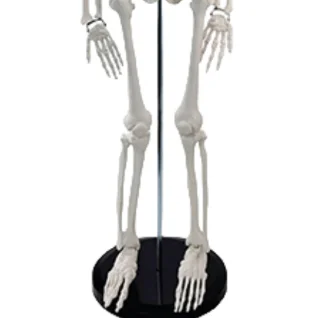 ADA-A105II 85 cm Basic Human Skeleton Model 85cmAdult human medical skeleton 85cm skeleton of a man