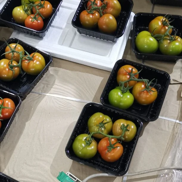 NEW CROP FOR RED FRESH TOMATO WITH VINE TO  RUSSIA AND HK