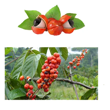 
Paulinia Cupana Extract Powder Guarana natural Guarana powder 