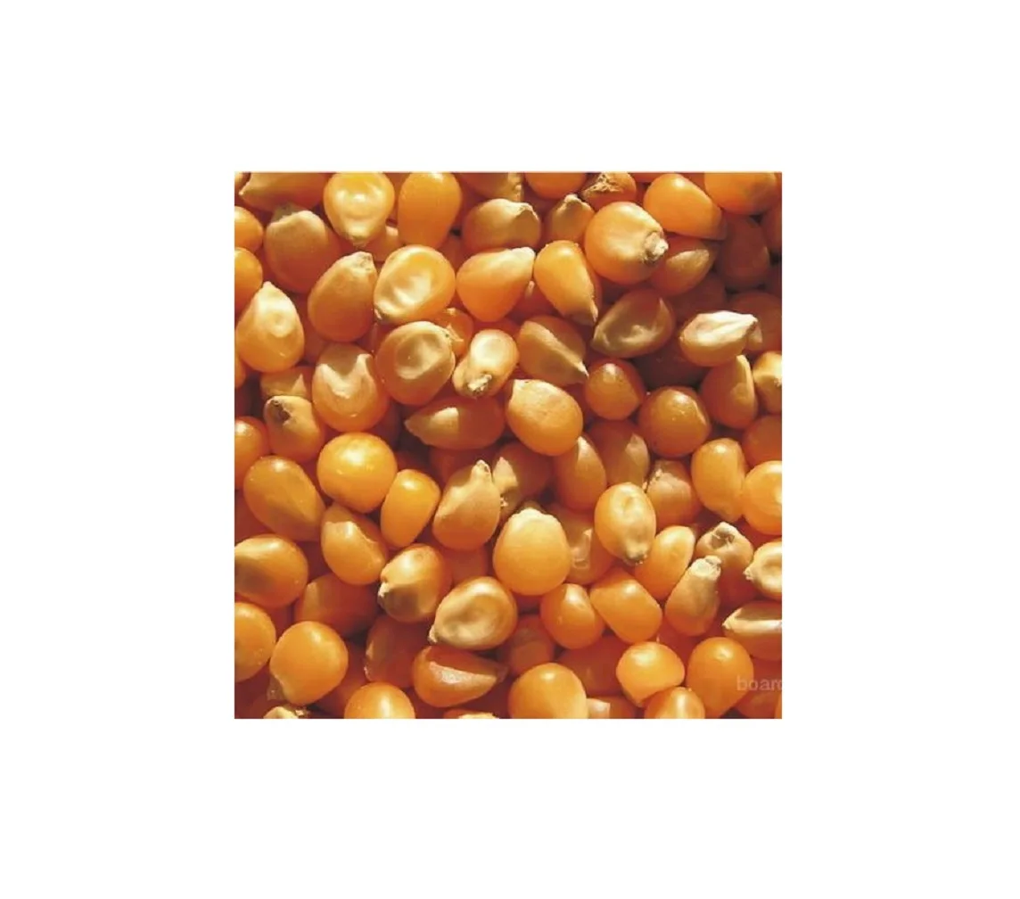 
Quality Hot Seller Ukraine Original dried yellow corn price for sale 