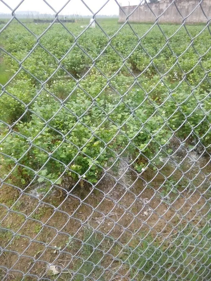 2023 Hot selling FRESH JASMINE FLOWER Whole Buds With Steam Natural White Color For Extraction/Herbal Tea Wholesale for Export