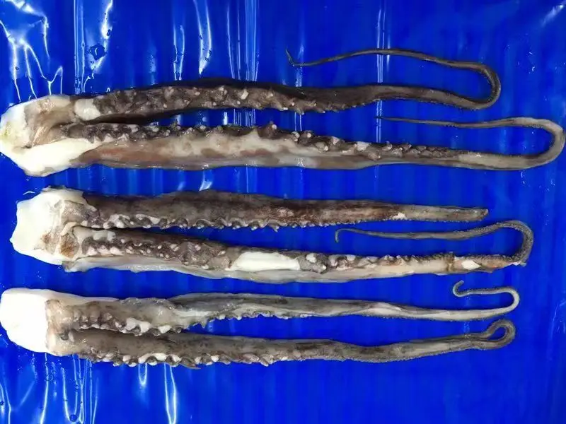 Squid Tentacle A3.jpg