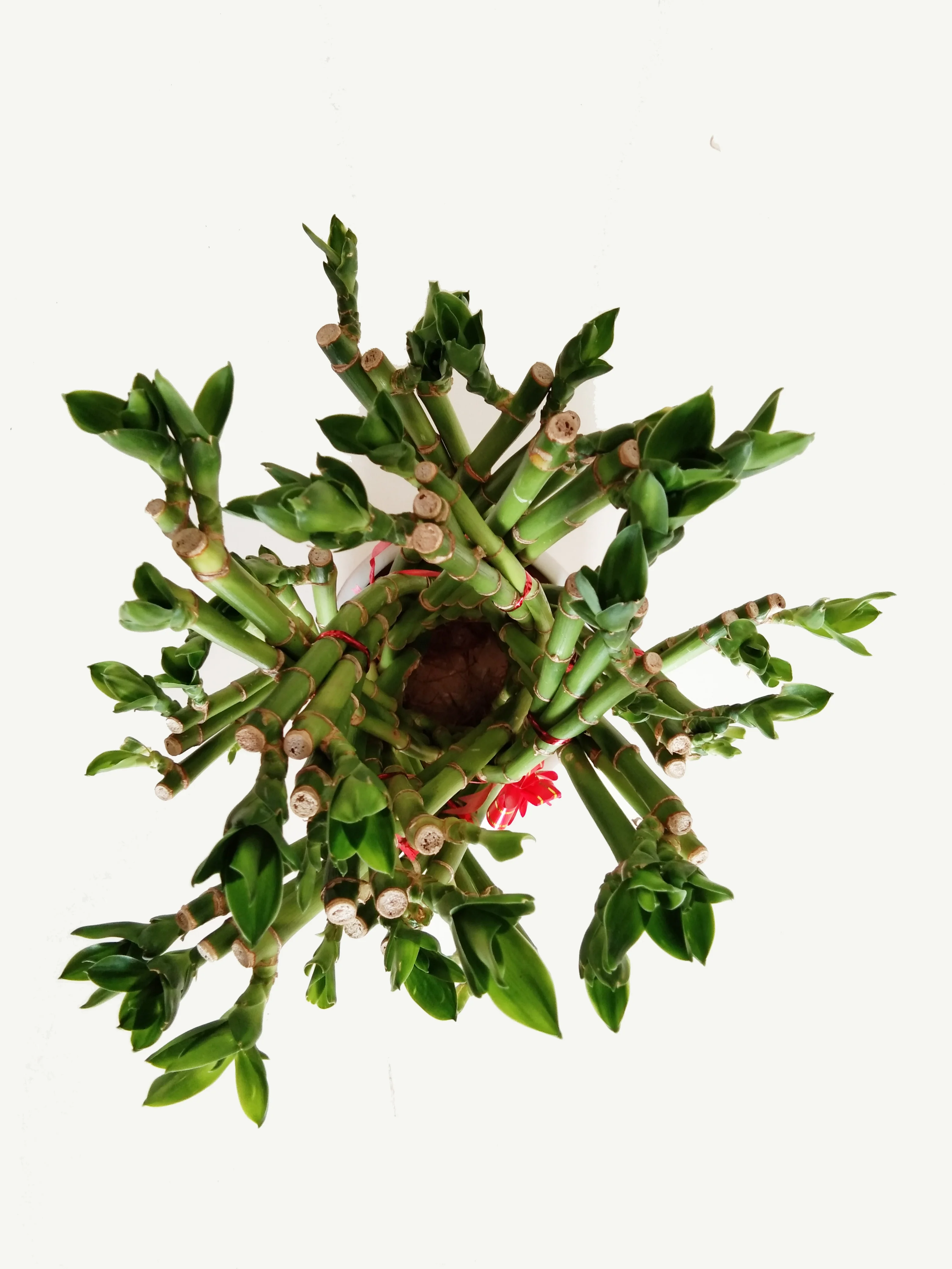 
Green basket flower style lucky bamboo with good quality Zhanjiang 