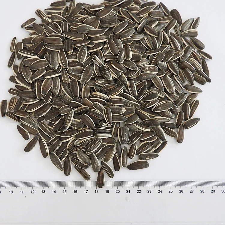 Crop sunflower seed 5009 market price for sale with export sunflower seeds