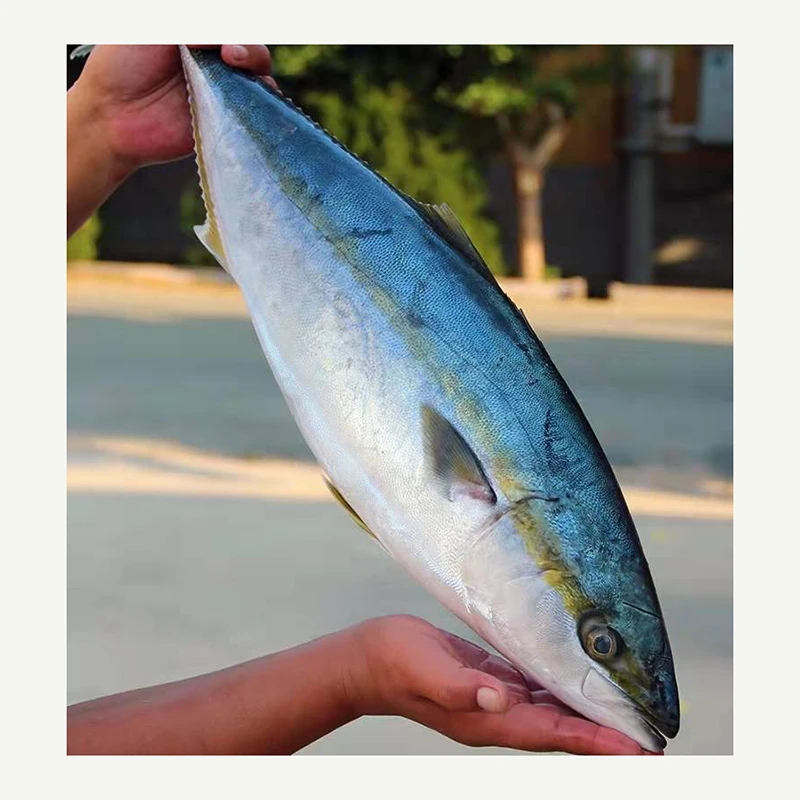 buy fresh fish whole round frozen yellow tail for process canned frozen Japan origin Amberjack seriola quinqueradiata