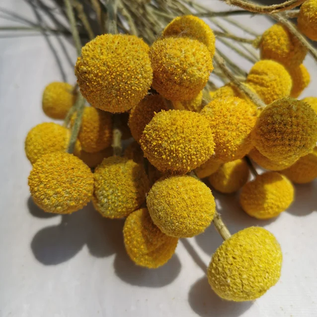 Лидер продаж сушеный цветок сохраненные пуговицы Билли букет цветов красного дерева для украшения