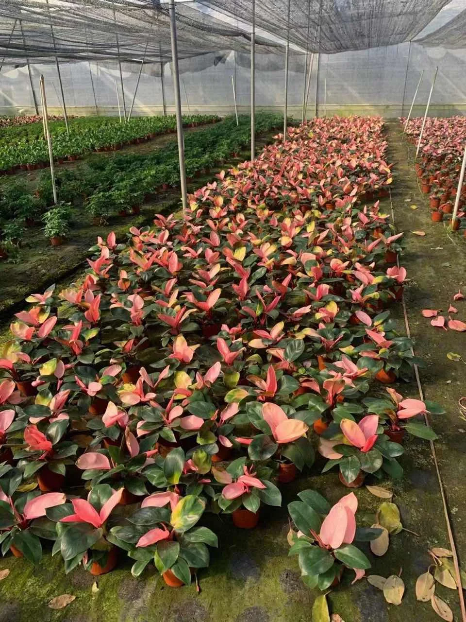  Редкие растения Philodendron розовая