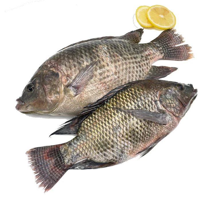 China exporters wholesale price 500-800g fresh frozen tilapia fish