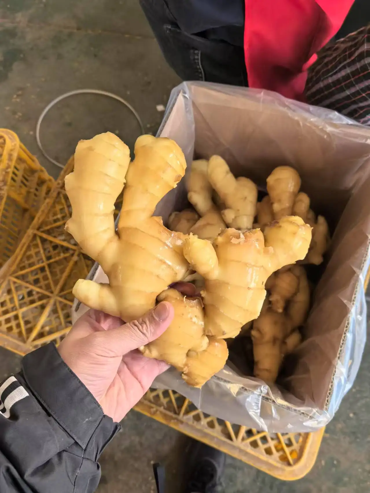 China Ginger Manufacturer Best Price New Season Ginger in bulk Top Quality Fresh Dried Ginger