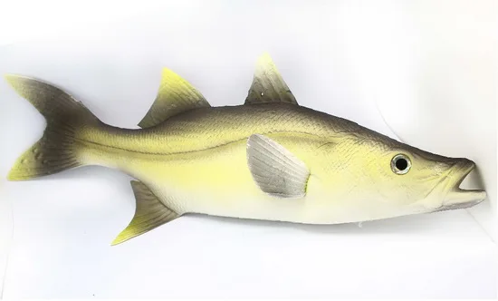 gray fish Red green fish  Simulated fish