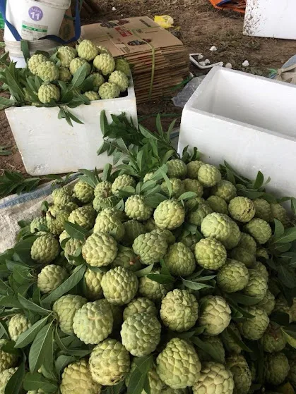 Свежие фрукты анноны-высокое качество и Лучшая цена 2022-свяжитесь с нами для получения дополнительной