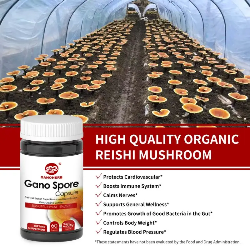 Organic Ganoderma Lucidum Extracto De Reishi Mushroom Spore Capsules Herbal Supplements Powder