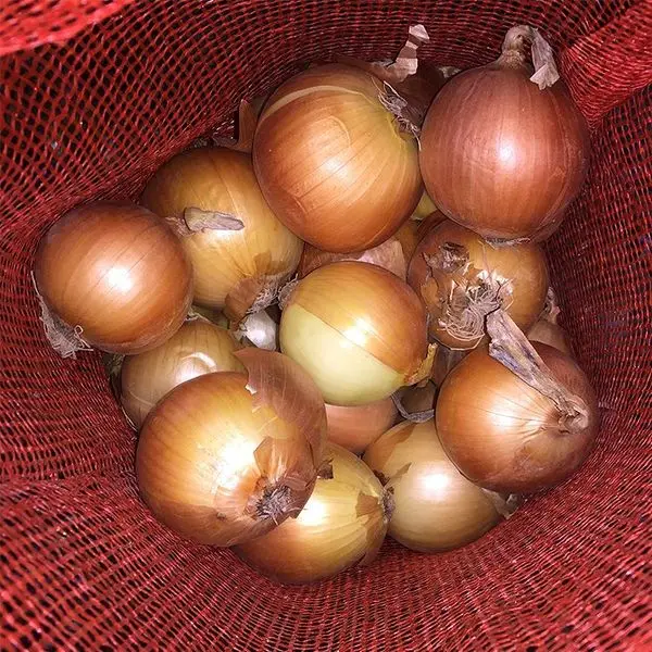 2022 new crop Best Fresh Onion with good price yellow onions and red onion fresh for export