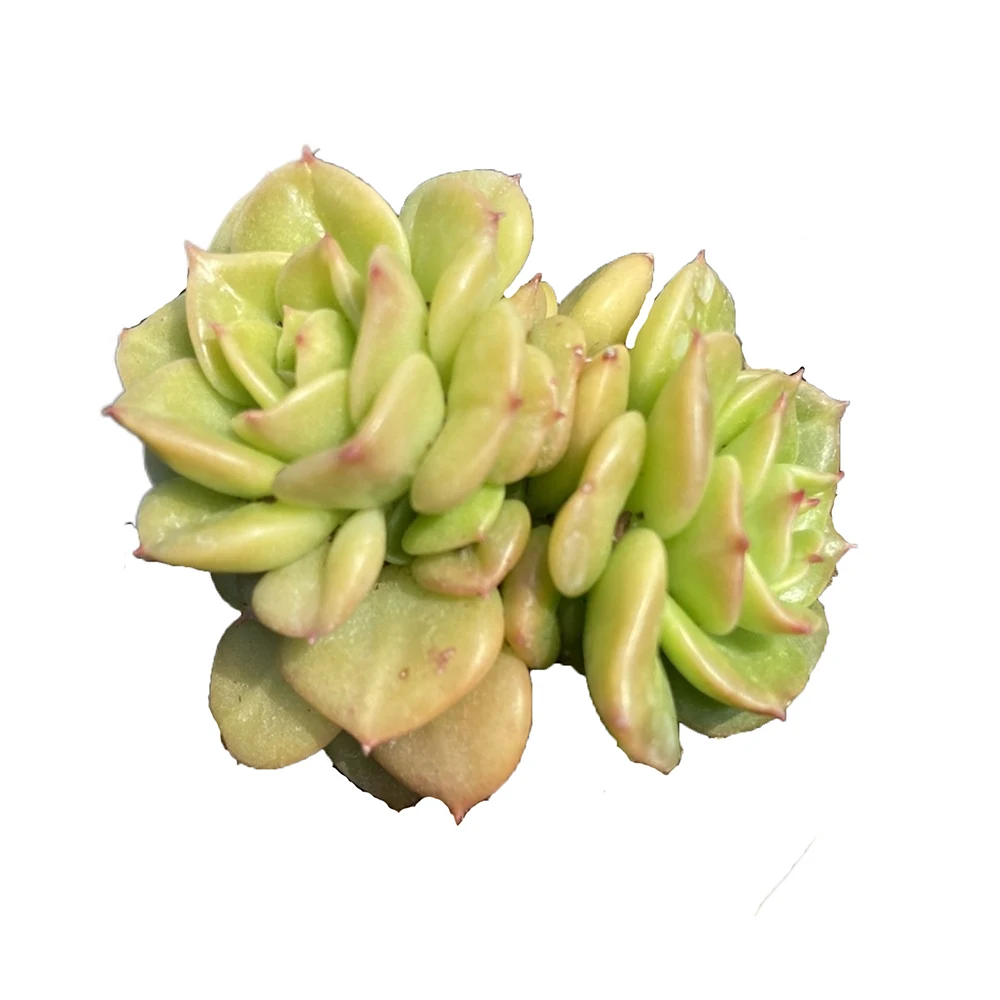 Прямая поставка с завода зеленые растения маленькие суккуленты echeveria