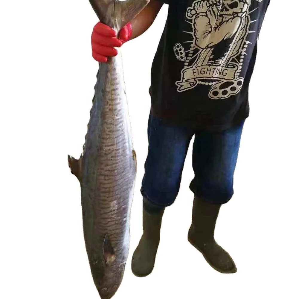 
King Fish Spanish Mackerel Stripe Mackerel 