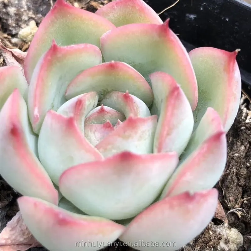 Живые суккуленты Echeveria Lotus 1 57 дюйма комнатные декоративные растения оптовая продажа для детской
