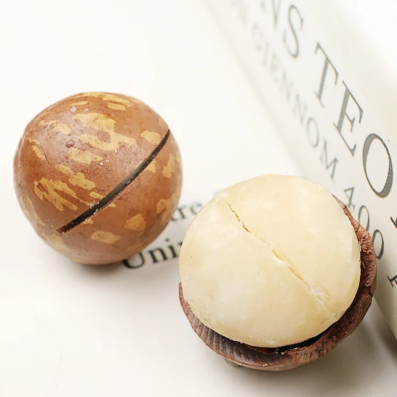 Top Quality Freshly Picked Own Planting Base Raw Macadamia Nuts In Shell Macadamia Nuts Seeds For Sale