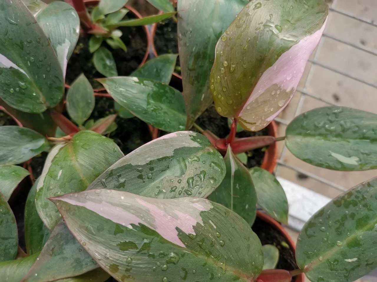 
Philodendron Pink Princess 