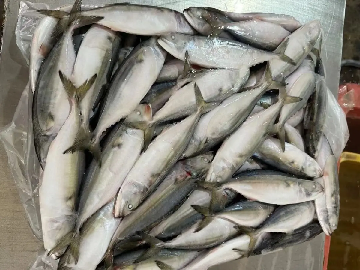 Premium Quality Raw Material Fish Frozen Indian Mackerel Supplier