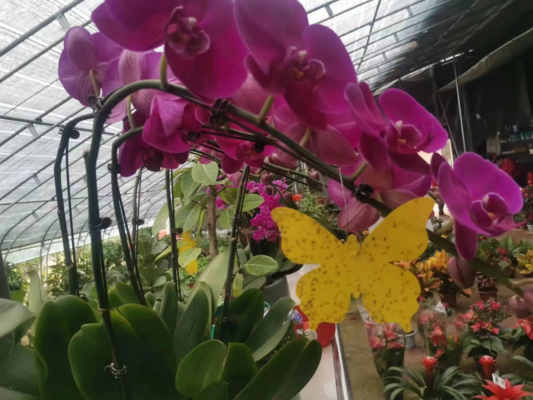 12CM  Butterfly Shape Whitefly Aphids Thrips Fungal Gnat Mosquitoes Fruit Flies Traps GN Technology