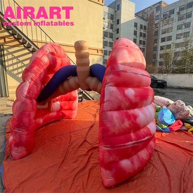 Healthy inflatable lung model, factory price inflatable lung for outdoor advertising