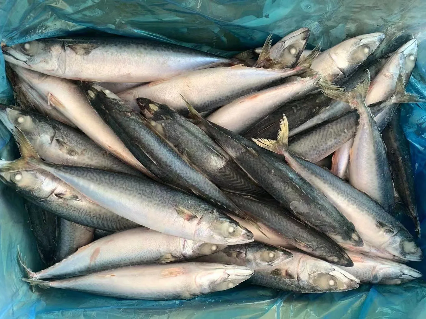Wholesale Promotional Fast Delivery Sea Food Frozen Pacific Mackerel Fish Whole Round