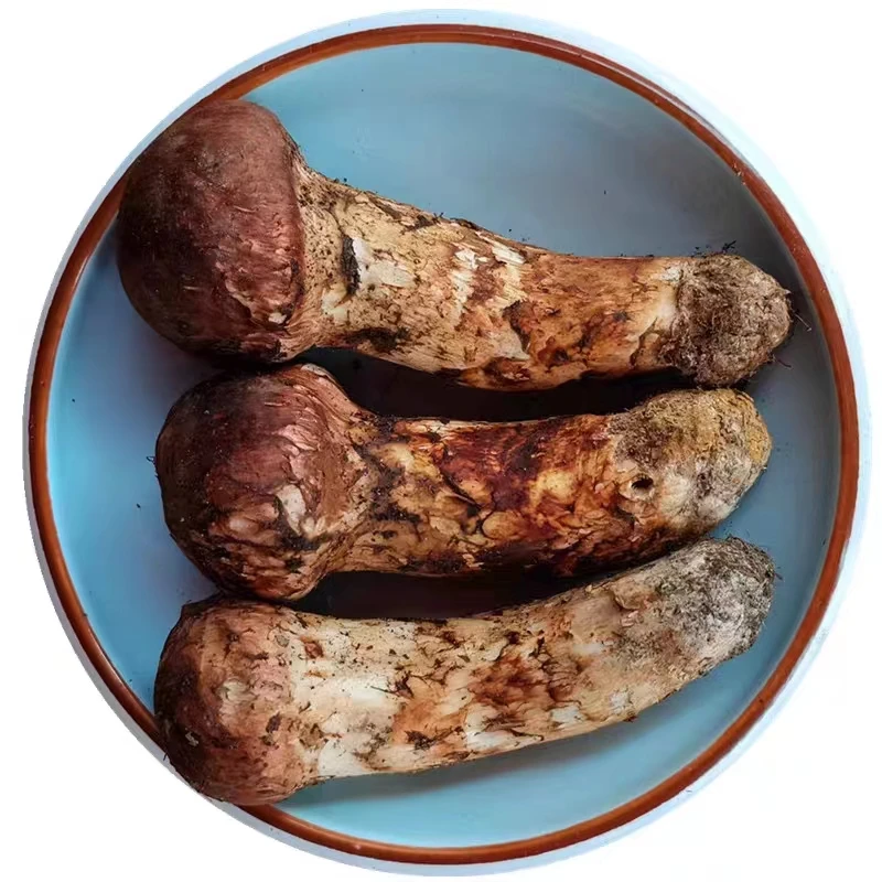 Оптовая продажа свежий гриб сосны matsutake Detan по
