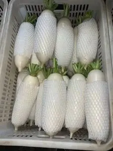 factory direct sale White/green radish good quality and low price radish