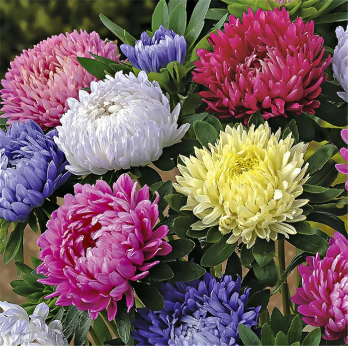 Cui ju Higher germination aster flower seeds for sale
