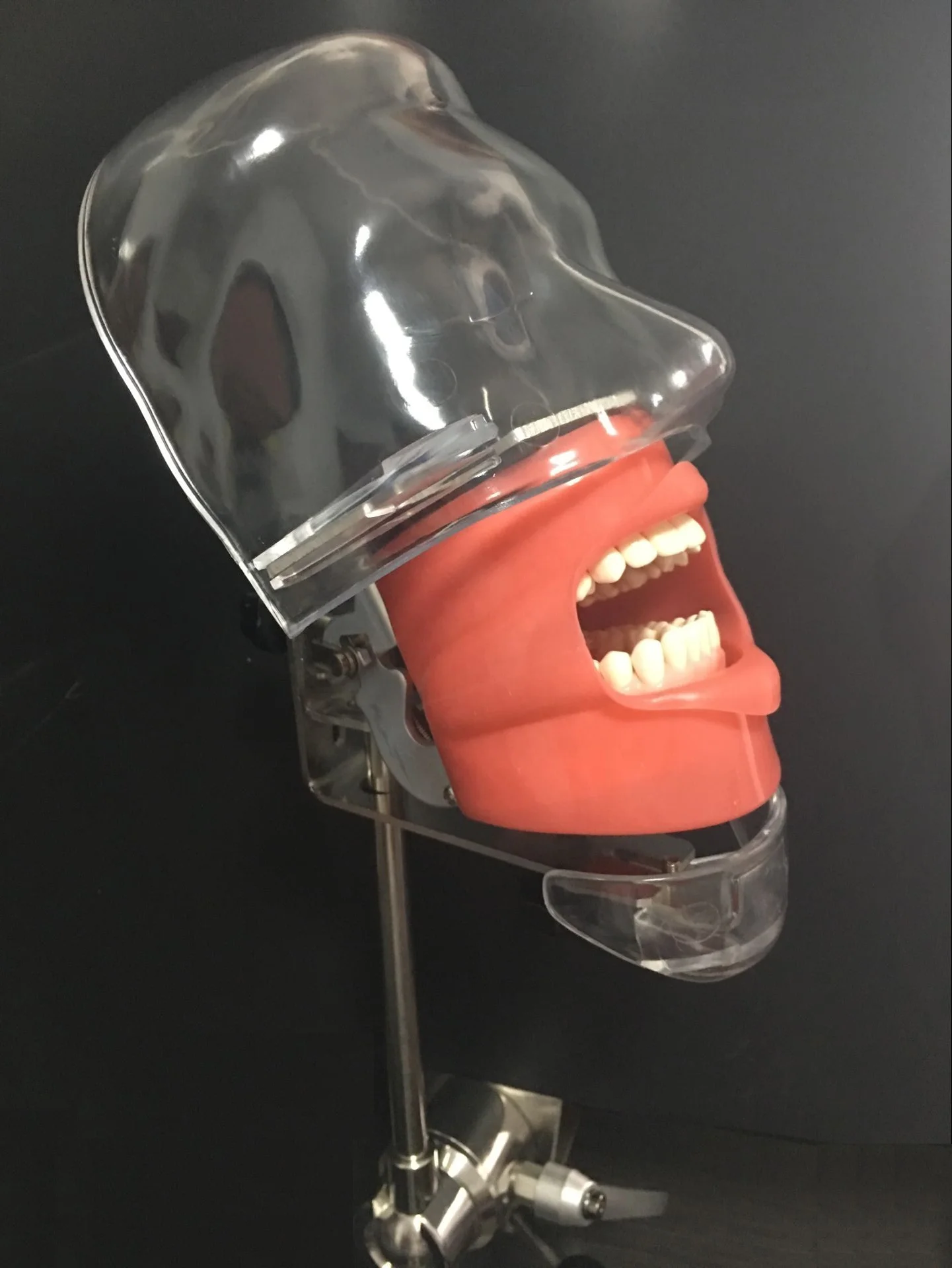 Cheap dental simple training Phantom head model