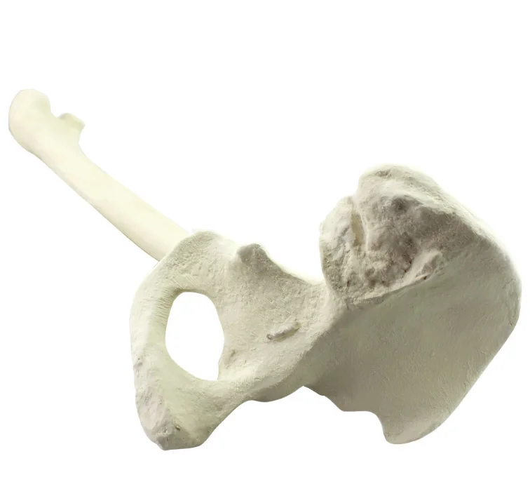 Sawbone synthetic bone model before orthopedic surgery