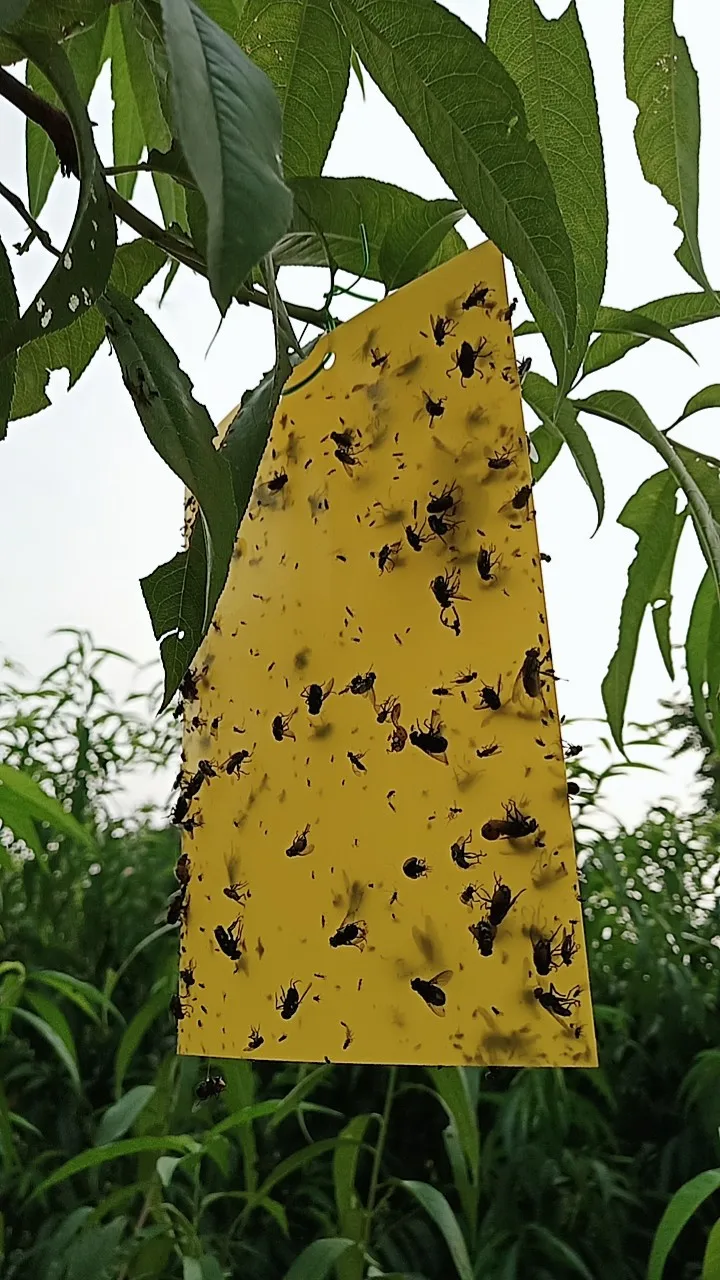 Flying Insect Killers Yellow Sticky Fruit Fly Sticky Traps Killing Aphids Plate Stick Insect Whitefly