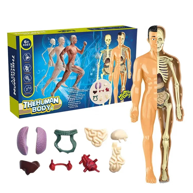 Jigsaw Puzzle Model Toy Science Kit Medica Anatomical Model Body Anatomy Early Education DIY Assembly Human Body Organ Model