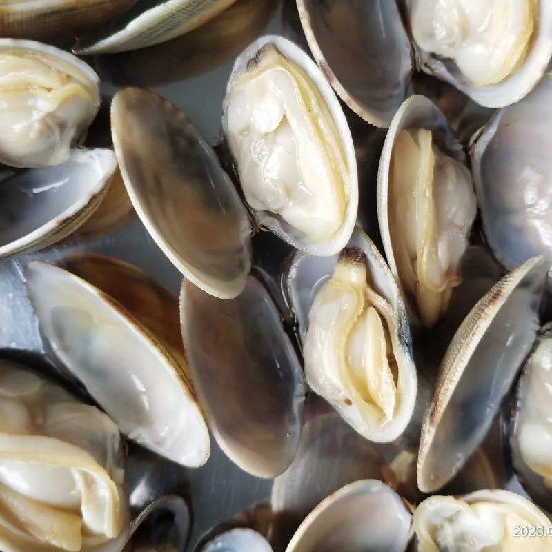 seafood supplier live frozen short necked clam with shell