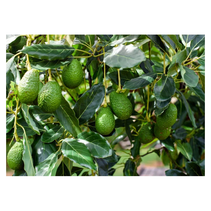 Healthy Fresh Premium Avocado From Mexico - High Quality, Best Price, Directly From Producers