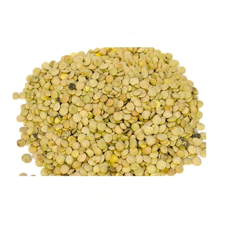 
Wholesale bulk lentil agricultural crop 