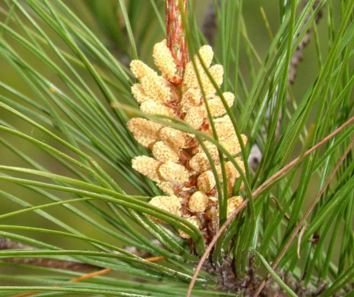 Cheap Price 100% pure natural organic rape pollen bee pollen food grade wholesale raw pollen