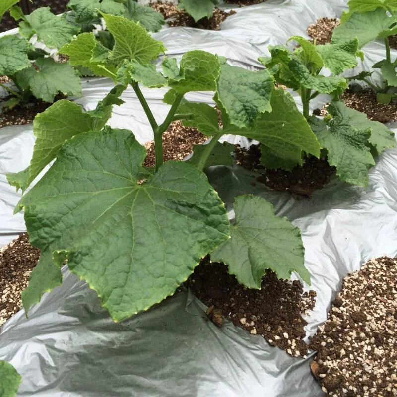 Сад Bee био разлагаемая пластиковая мульчирующая пленка Садоводство сельское хозяйство пленка открытый сад пейзаж защита от сорняков блокиратор