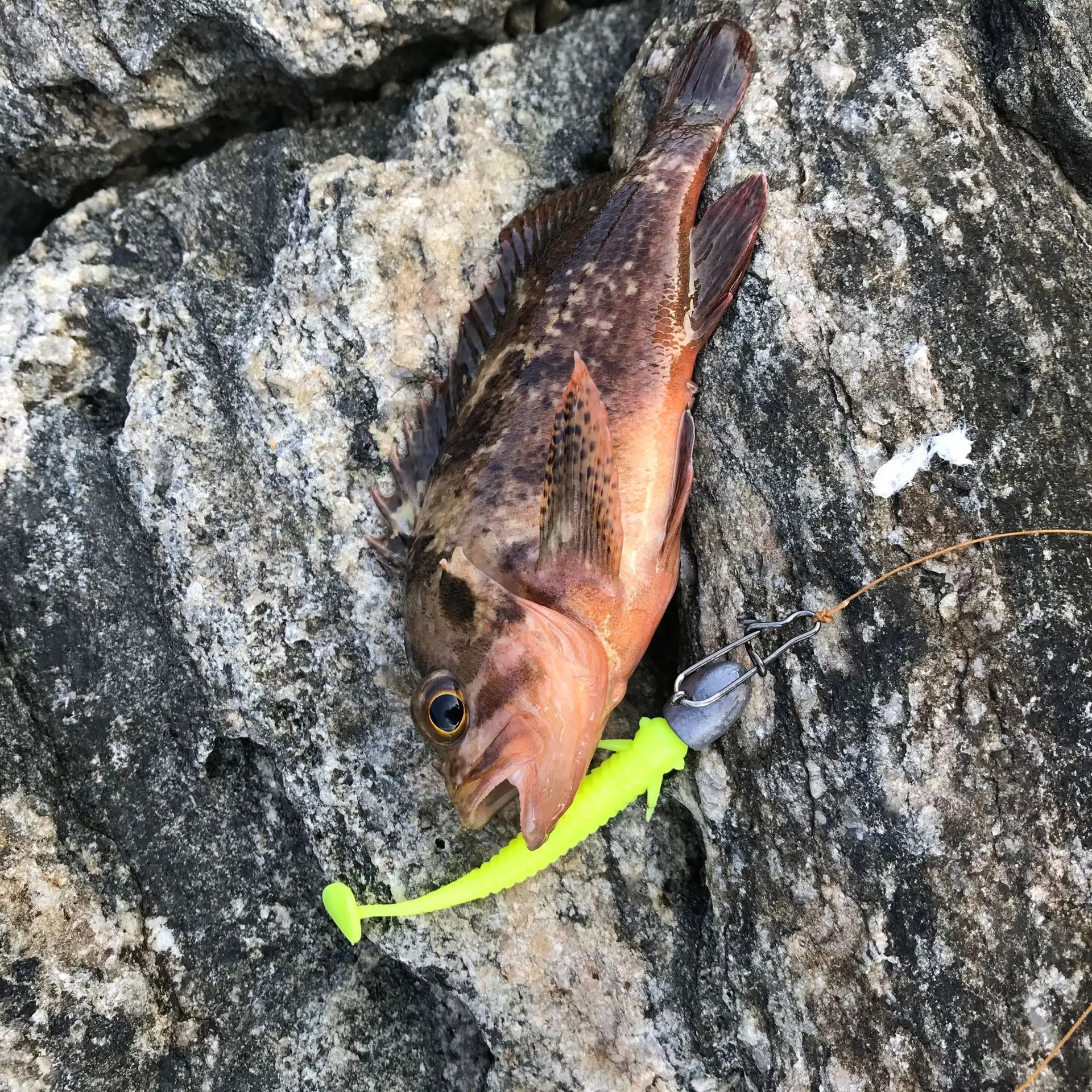 6Pcs/bag T-tail Fly Fish Soft Lure 5cm/1g & 7.5cm/2g Freshwater Slipper Bass Mandarin Fish Bionic Fishbait