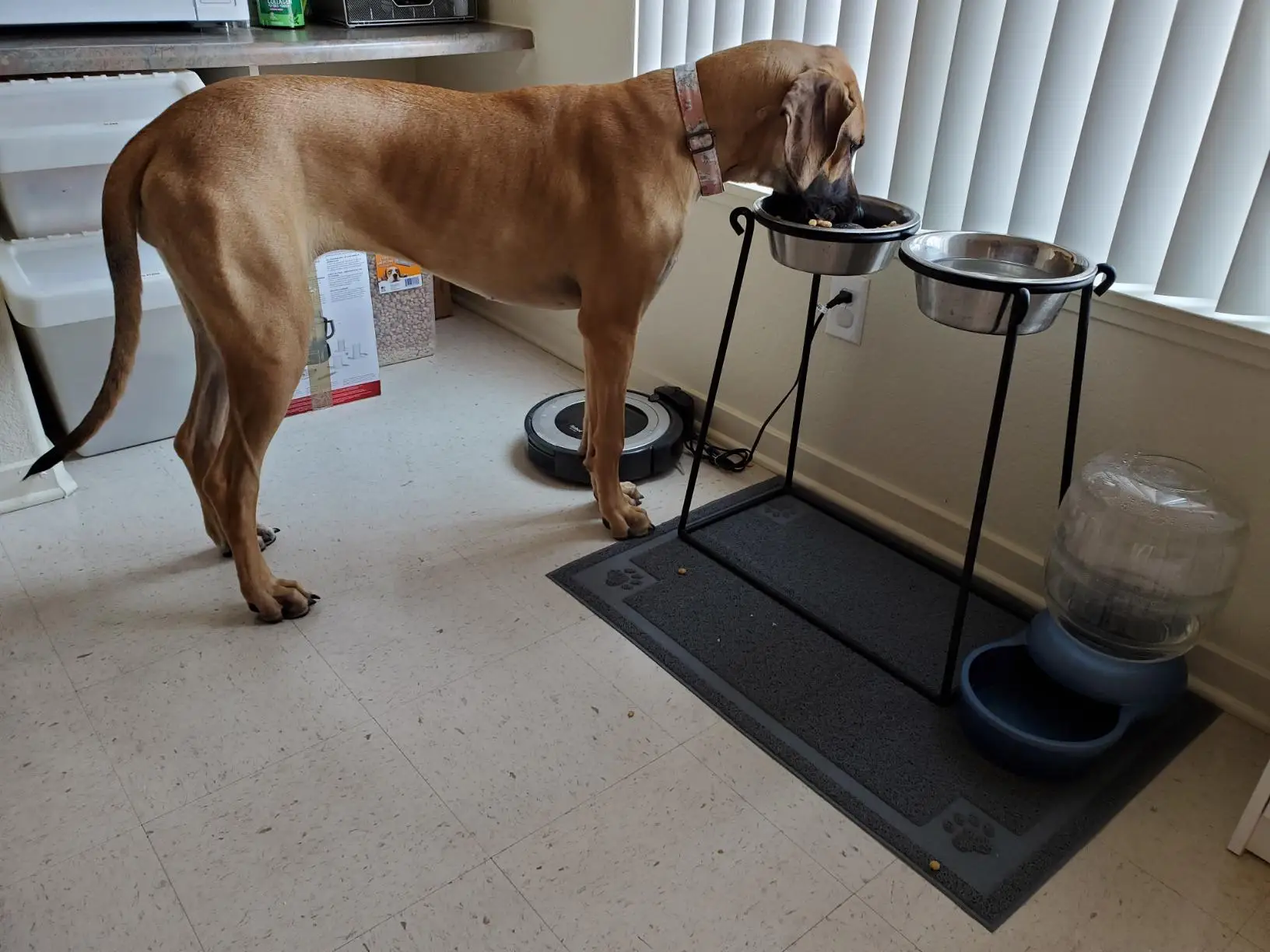 Double Dinner Pet Set With Wire Stand & 2 Bowls Stainless Steel Double Dinner Pet Bowl with Wire Stand Wholesale