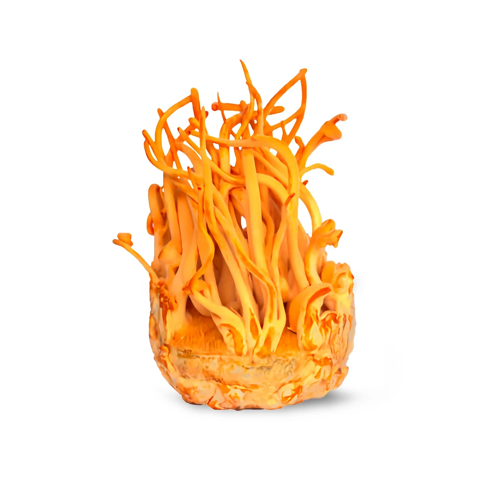 Top Quality Private Label dried cordyceps sinensis for sale cordyceps sinensis  Free Sample Best Selling